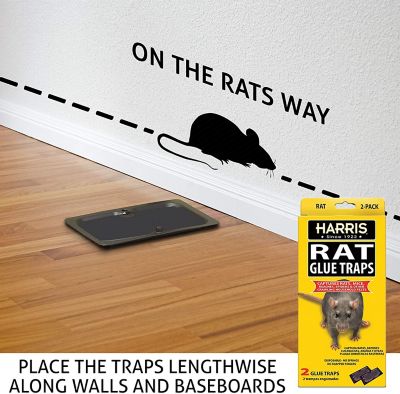 Image showing  Fully Disposable Glue Rat Traps, 4-Pack