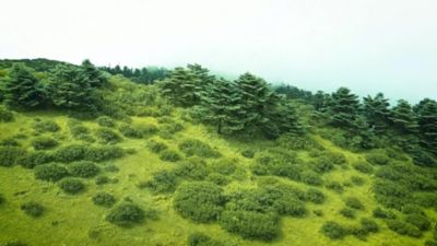 Image showing  All-Natural Large Himalayan Yak Cheese Dog Chew Treats