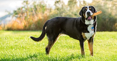 Image showing  All-Natural XL Himalayan Yak Cheese Dog Chew Treats, P524