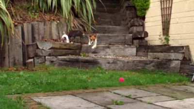 Image showing  All-Natural Jumbo Himalayan Yak Cheese Dog Chew Treats, 3 ct.