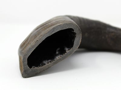 Image showing  All-Natural Medium Water Buffalo Horns Dog Chew Treats, 0.55 oz.