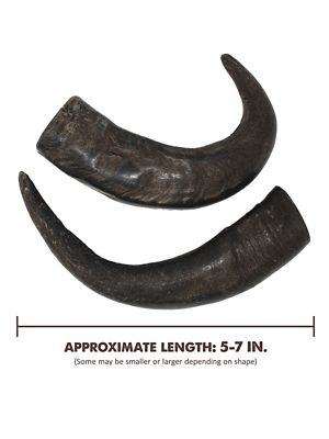 Image showing  All-Natural Medium Water Buffalo Horns Dog Chew Treats, 0.55 oz.