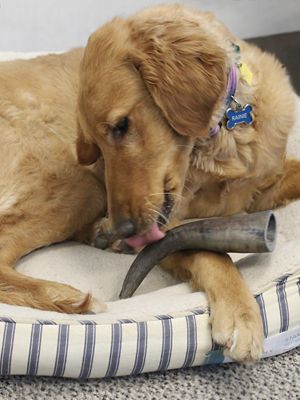 Image showing  All-Natural Medium Water Buffalo Horns Dog Chew Treats, 0.55 oz.