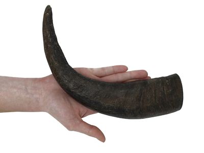 Image showing  All-Natural Large Water Buffalo Horns Dog Chew Treats, 1 lb.