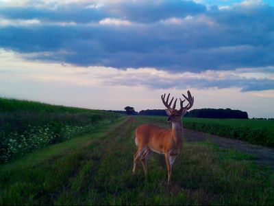 Image showing  1 gal. Liquid Trophy Rock