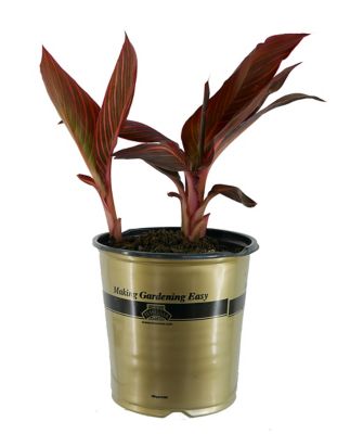 Canna Tropicanna, 028289605334