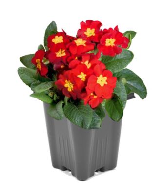 Primrose, 028289934199