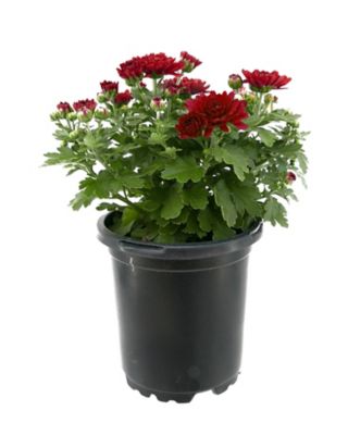 Mum Spring, 028289934601