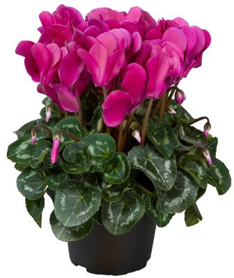 Cyclamen Spring, 028289934021