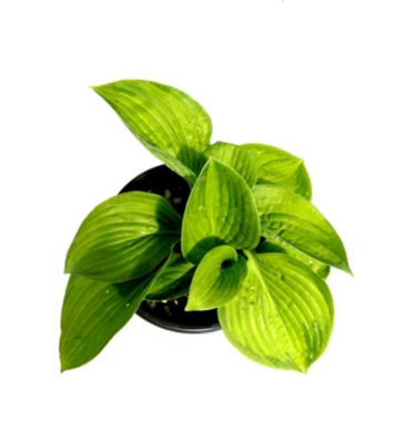 Image showing Hosta, 028289170108