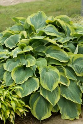 Image showing Hosta, 028289170108