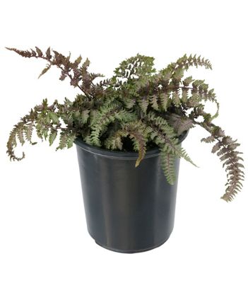 Ferns, 028289551006