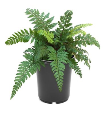 Image showing Ferns, 028289551006