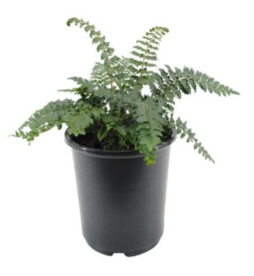 Image showing Ferns, 028289551006