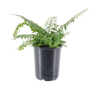 Image showing Ferns, 028289551006