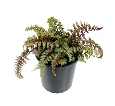 Image showing Ferns, 028289551006