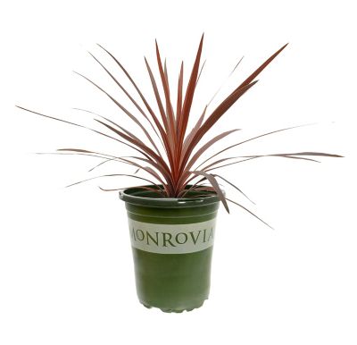 Cordyline, 028289551808