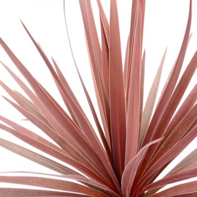 Image showing Cordyline, 028289551808