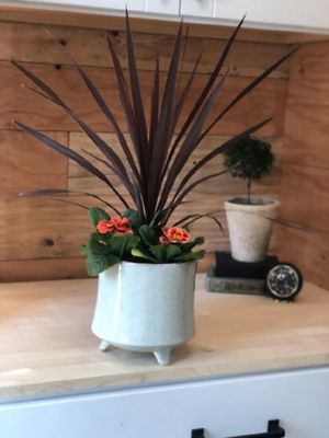 Image showing Cordyline, 028289551808