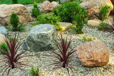 Image showing Cordyline, 028289551808