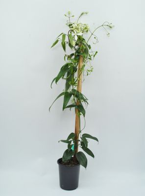 Clematis, 028289551020