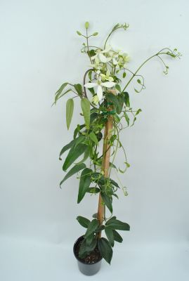 Clematis Armandii, 028289583502