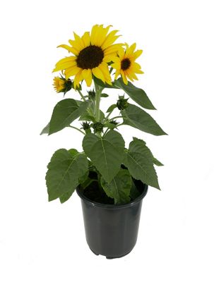 Sunflower, 028289601862