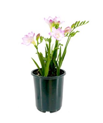 Freesia, 028289605624