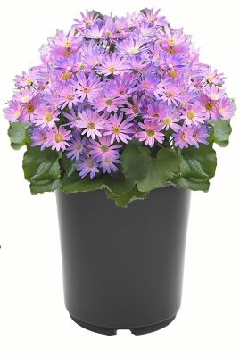 Image showing Pericallis Senetti, 028289160581