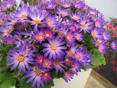 Image showing Pericallis Senetti, 028289160581