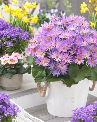 Image showing Pericallis Senetti, 028289160581