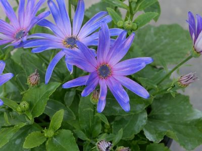 Image showing Pericallis Senetti, 028289160581