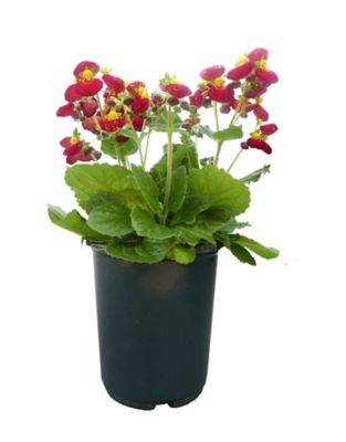 Calceolaria, 028289211368