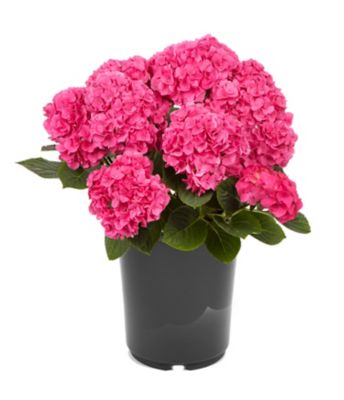 Hydrangea, 028289113648