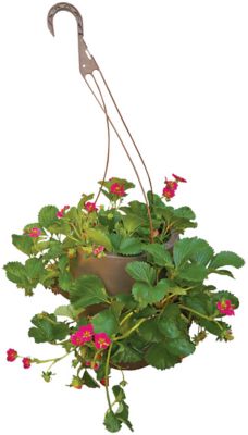 Strawberry Hanging Basket, 028289112085