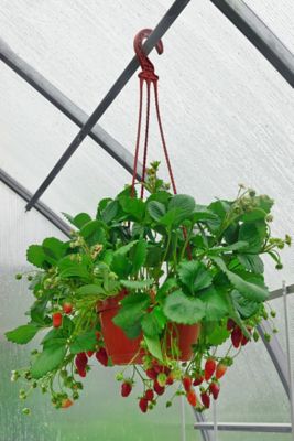 Image showing 3 qt. Strawberry Hanging Basket
