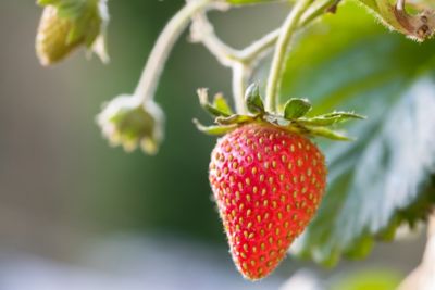 Image showing 3 qt. Strawberry Hanging Basket