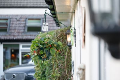 Image showing 3 qt. Strawberry Hanging Basket