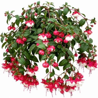 Image showing 3 qt. Fiber Fuchsia Flowering Hanging Basket