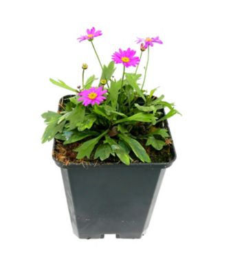 Basket Builder Brachycome, 028289102420