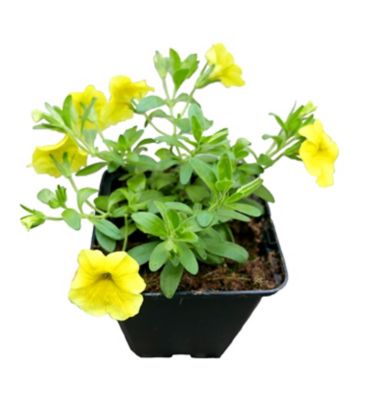 Image showing Basket Builder Calibrachoa, 028289102437