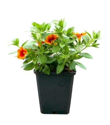 Image showing Basket Builder Calibrachoa, 028289102437