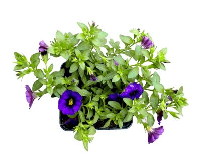 Image showing Basket Builder Calibrachoa, 028289102437