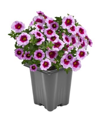 Image showing Basket Builder Calibrachoa, 028289102437