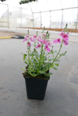 Basket Builder Diascia, 028289125436