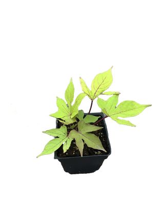 Basket Builder Ipomoea, 028289102413