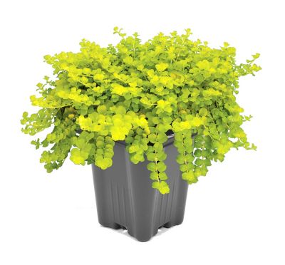Basket Builder Lysimachia, 028289125498