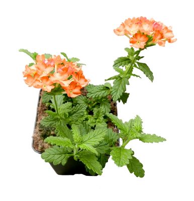 Basket Builder Verbena, 028289162905
