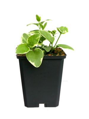 Basket Builder Vinca, 028289094008