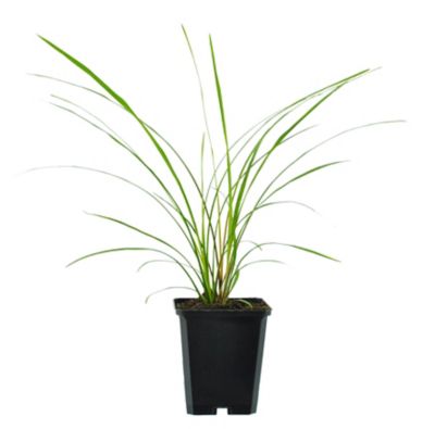Basket Builder Draceana, 028289083552